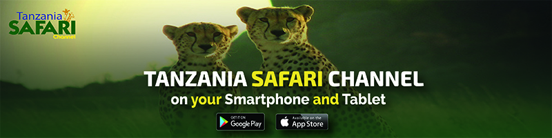 tanzania safari channel live online