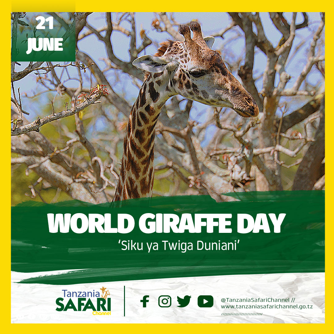 World Giraffe Day Tanzania Safari Channel